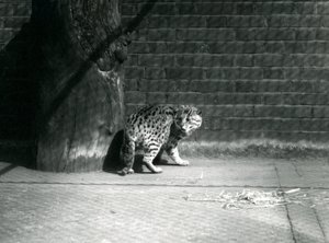 Un gato pescador en el zoológico de Londres, julio de 1921